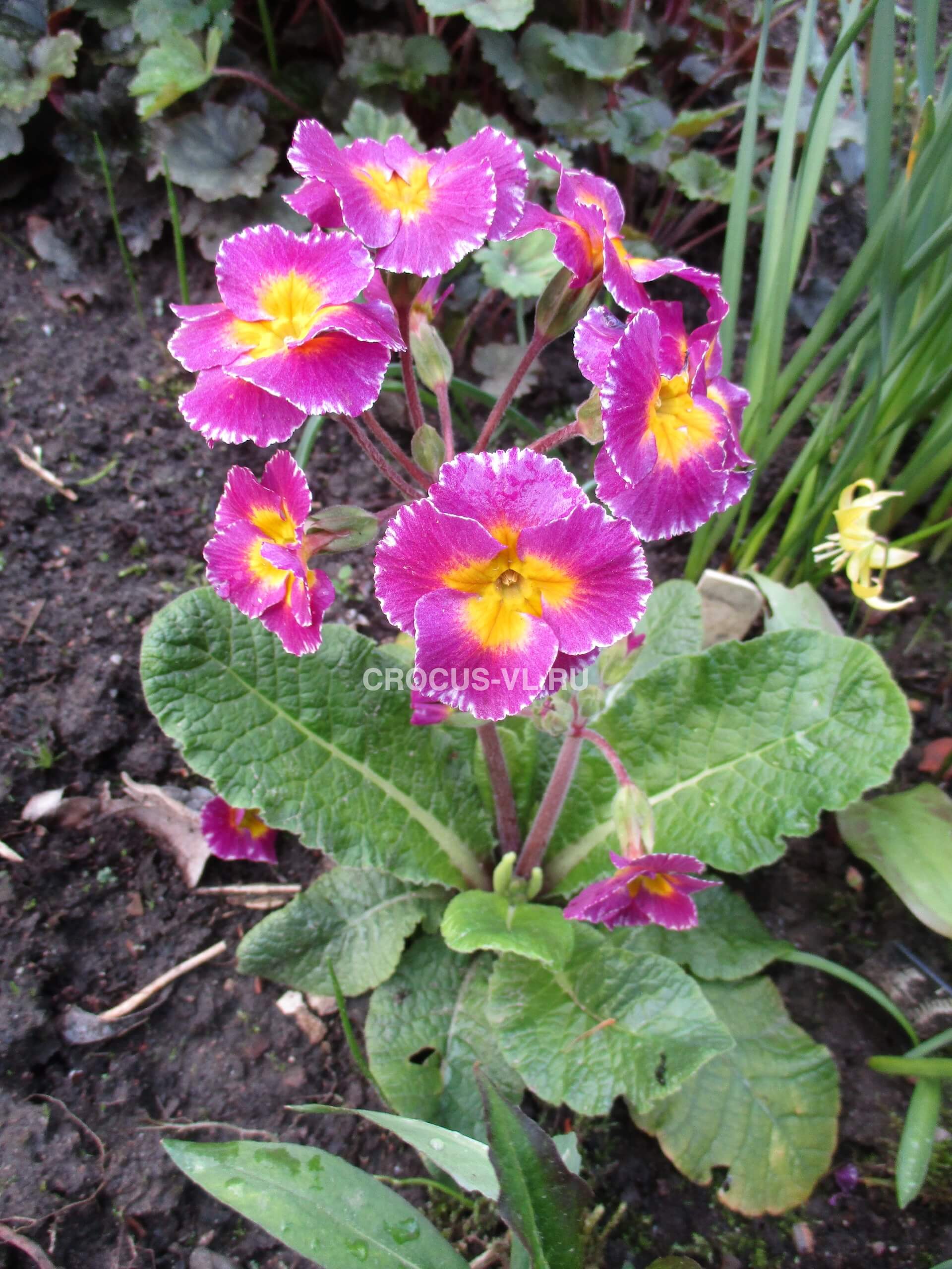 Примула высокая «Гвоздичка» Примула высокая «Гвоздичка»